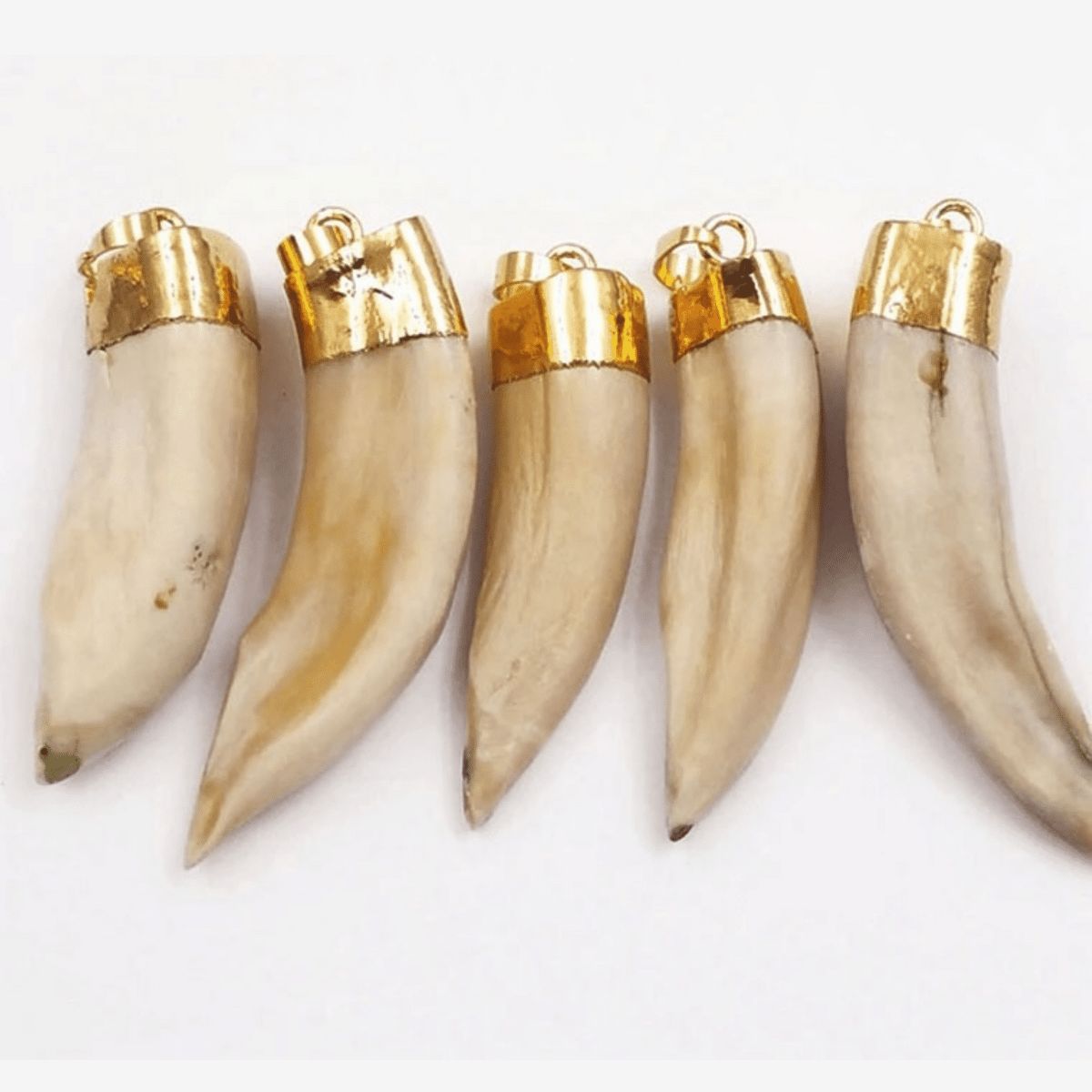 Original Wild Boar Tooth Pendants With Gold Color Cap – Puja Shakti